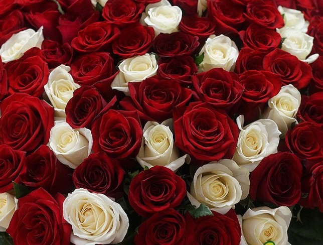 151 Trandafiri olandezi albi si rosii 50-60 cm foto